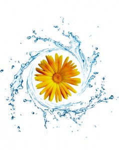 Ανθόνερο Καλέντουλα